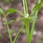  Liliane Roubaudi - Cardamine hirsuta L. [1753]