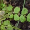  Liliane Roubaudi - Cardamine hirsuta L. [1753]