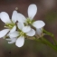  Liliane Roubaudi - Cardamine hirsuta L. [1753]