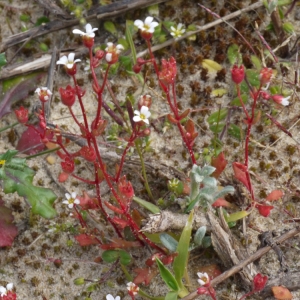 Photographie n°111392 du taxon Saxifraga tridactylites L. [1753]