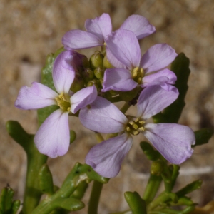 Cakile maritima subsp. integrifolia (Hornem.) Hyl. ex Greuter & Burdet (Caquillier à feuilles entières)