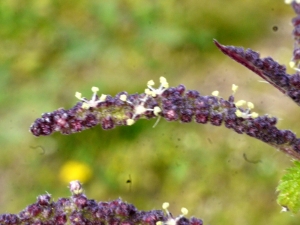 Liliane Roubaudi, le 23 mars 2013 (Saint-Georges d'Oléron)