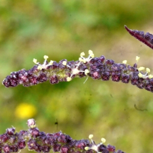 Urtica membranacea Poir. (Ortie à membranes)