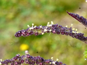 Liliane Roubaudi, le 23 mars 2013 (Saint-Georges d'Oléron)
