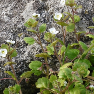 Photographie n°111425 du taxon Veronica cymbalaria Bodard [1798]