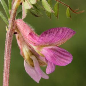 Photographie n°111461 du taxon Vicia pannonica subsp. striata (M.Bieb.) Nyman [1878]