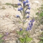  Liliane Roubaudi - Echium vulgare var. pustulatum (Sm.) Coincy