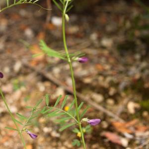 Photographie n°111474 du taxon Vicia peregrina L.