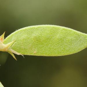 Photographie n°111478 du taxon Vicia peregrina L.