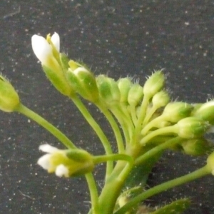 Photographie n°111493 du taxon Arabidopsis thaliana (L.) Heynh. [1842]