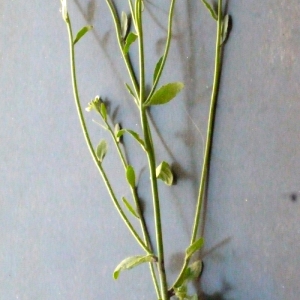 Photographie n°111499 du taxon Arabidopsis thaliana (L.) Heynh. [1842]