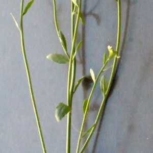 Photographie n°111501 du taxon Arabidopsis thaliana (L.) Heynh. [1842]