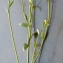  Liliane Roubaudi - Arabidopsis thaliana (L.) Heynh. [1842]