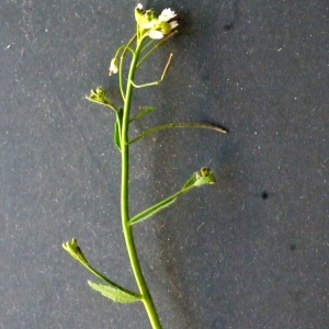 Photographie n°111504 du taxon Arabidopsis thaliana (L.) Heynh. [1842]