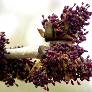 Photographie n°111515 du taxon Fraxinus excelsior L. [1753]