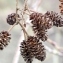  Jacques Maréchal - Alnus glutinosa (L.) Gaertn. [1790]