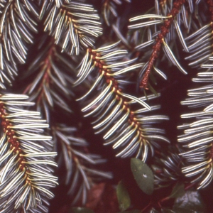 Photographie n°111520 du taxon Abies alba Mill. [1768]