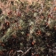  Liliane Roubaudi - Juniperus oxycedrus L. [1753]