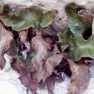 Photographie n°111542 du taxon Asplenium sagittatum (DC.) Bange [1952]