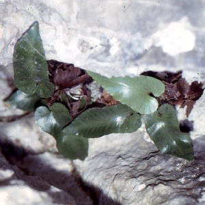 Photographie n°111543 du taxon Asplenium sagittatum (DC.) Bange [1952]