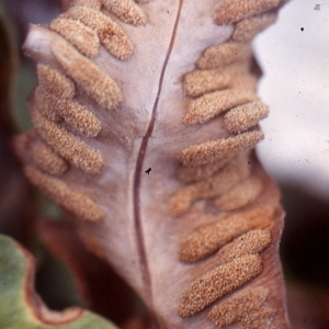 Photographie n°111544 du taxon Asplenium sagittatum (DC.) Bange [1952]