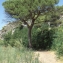  Liliane Roubaudi - Pinus pinea L. [1753]