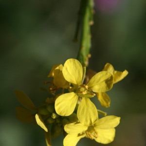 Rapistrum rugosum (L.) All. subsp. rugosum (Rapistre rugueux)