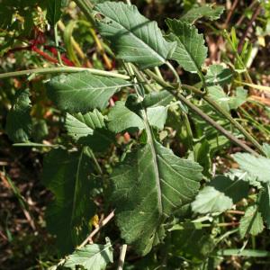  - Rapistrum rugosum subsp. rugosum
