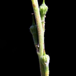 Photographie n°111596 du taxon Rapistrum rugosum subsp. rugosum