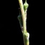  John De Vos - Rapistrum rugosum subsp. rugosum