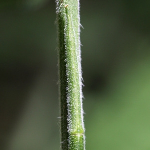 Photographie n°111603 du taxon Sisymbrium officinale (L.) Scop. [1772]