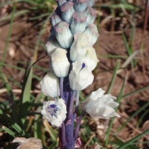 Hyacinthus romanus L. (Bellevalia de Rome)