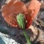  Genevieve Botti - Papaver dubium L. [1753]