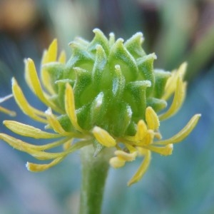 Photographie n°111655 du taxon Ranunculus bulbosus L. [1753]