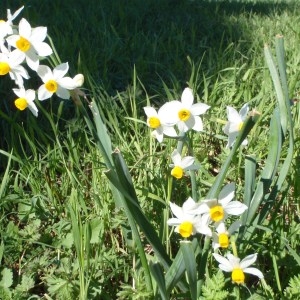 Photographie n°111658 du taxon Narcissus tazetta L. [1753]