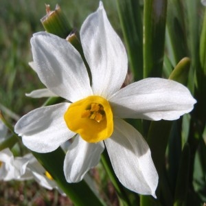 Photographie n°111663 du taxon Narcissus tazetta L. [1753]