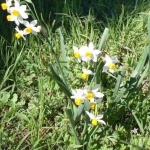 Photographie n°111665 du taxon Narcissus tazetta L. [1753]