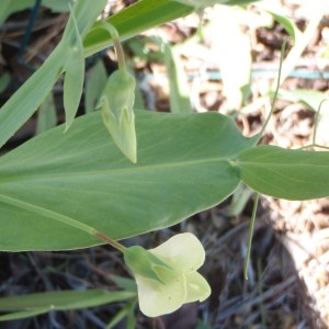 Photographie n°111672 du taxon Lathyrus ochrus (L.) DC. [1805]