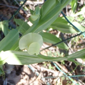  - Lathyrus ochrus (L.) DC. [1805]