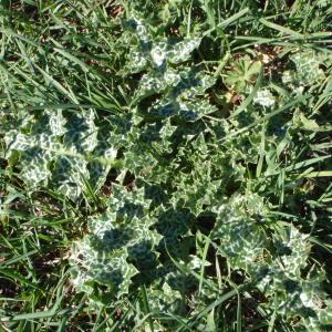 Photographie n°111676 du taxon Silybum marianum (L.) Gaertn. [1791]