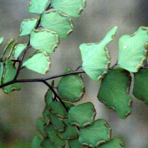 Photographie n°111709 du taxon Adiantum capillus-veneris L. [1753]