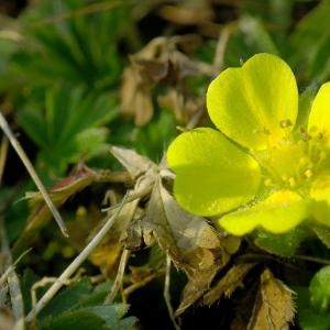 Photographie n°111721 du taxon Potentilla neumanniana Rchb. [1832]