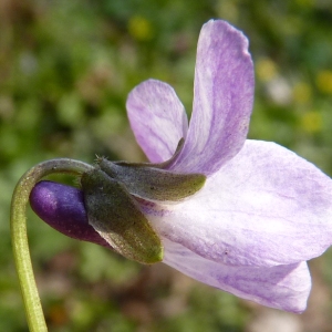 Viola ×scabra F.Braun (Violette scabre)