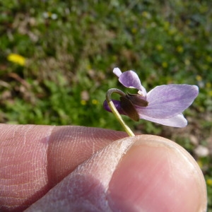 Photographie n°111733 du taxon Viola x scabra F.Braun [1820]