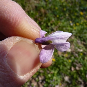 Photographie n°111734 du taxon Viola x scabra F.Braun [1820]