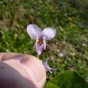 Photographie n°111738 du taxon Viola x scabra F.Braun [1820]