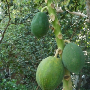  - Carica papaya L. [1753]