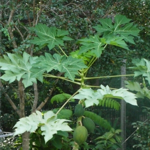 Photographie n°111757 du taxon Carica papaya L. [1753]