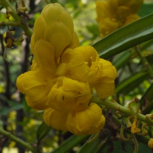 Photographie n°111760 du taxon Cassia L. [1753]