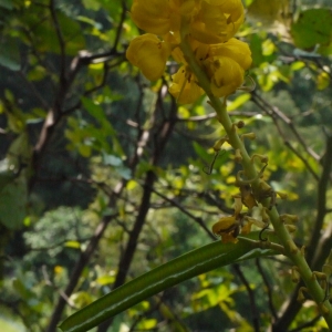 Photographie n°111761 du taxon Cassia L. [1753]